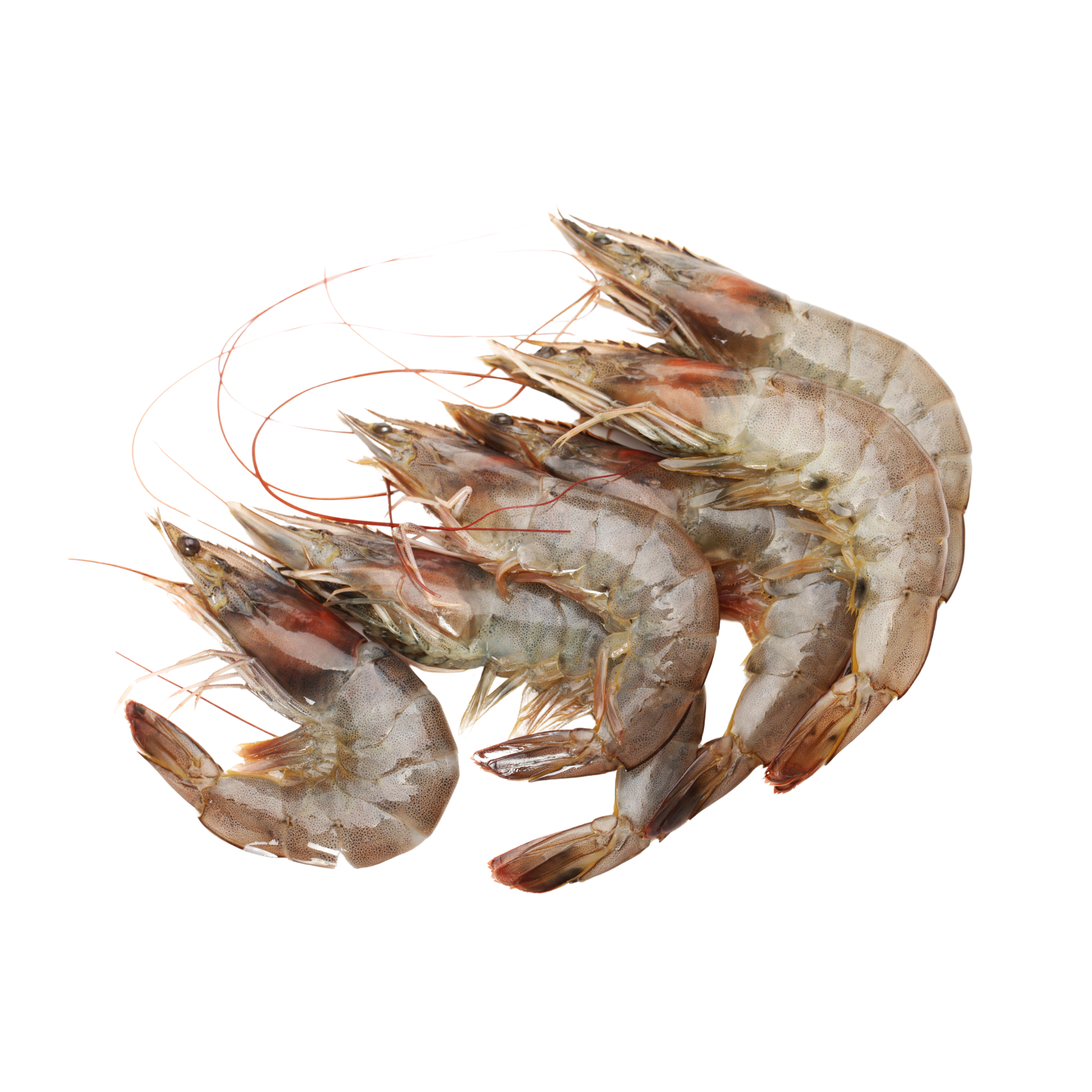 Fresh Shrimp (Medium Size, Head-On) – 500 grams