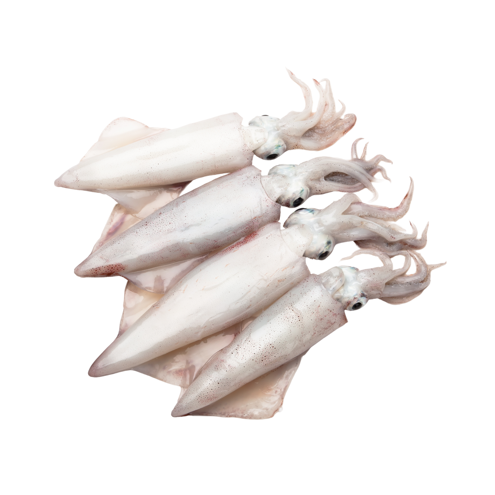 Fresh Squid (Whole, Cleaned) – 500 grams