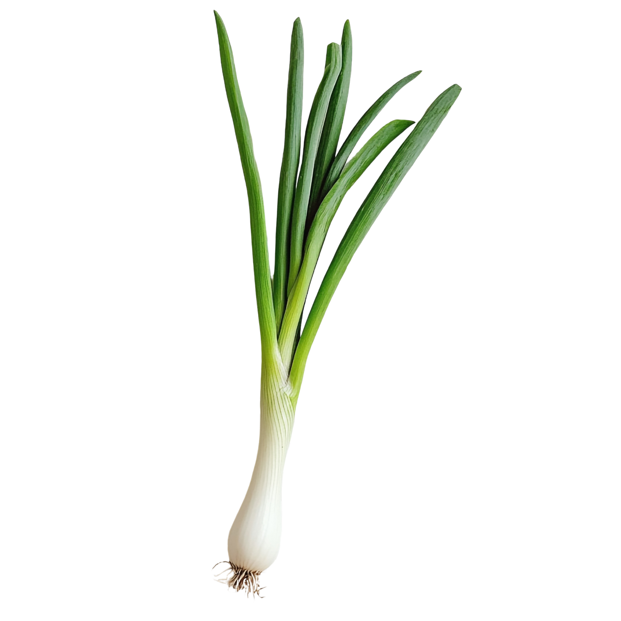 Sacallion (Green Onion) – 250 grams
